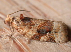Red-banded Leafroller